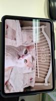 Ipad Rif_24939